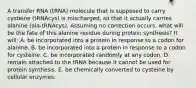 A transfer RNA (tRNA) molecule that is supposed to carry cysteine (tRNAcys) is mischarged, so that it actually carries alanine (ala-tRNAcys). Assuming no correction occurs, what will be the fate of this alanine residue during protein synthesis? It will: A. be incorporated into a protein in response to a codon for alanine. B. be incorporated into a protein in response to a codon for cysteine. C. be incorporated randomly at any codon. D. remain attached to the tRNA because it cannot be used for protein synthesis. E. be chemically converted to cysteine by cellular enzymes.