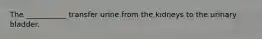 The ___________ transfer urine from the kidneys to the urinary bladder.