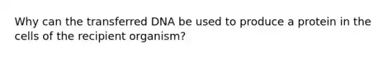 Why can the transferred DNA be used to produce a protein in the cells of the recipient organism?