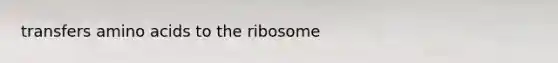 transfers amino acids to the ribosome