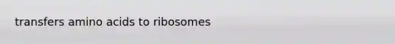 transfers amino acids to ribosomes