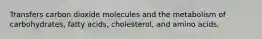 Transfers carbon dioxide molecules and the metabolism of carbohydrates, fatty acids, cholesterol, and amino acids.