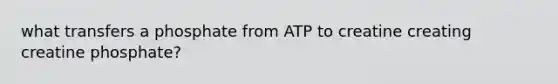 what transfers a phosphate from ATP to creatine creating creatine phosphate?