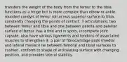 transfers the weight of the body from the femur to the tibia. functions as a hinge but is more complex than elbow or ankle. rounded condyls of femur roll across superior surface fo tibia, constantly changing the points of contact. 3 articulations; two between femur and tibia and one between patella and patellar surface of femur. has a thin and in spots, incomplete joint capsule, also have various ligaments and tendons of associated muscles to strengthen it. a pair of fibrocartilage pads (medial and lateral menisci) lie between femoral and tibial surfaces to cushion, conform to shape of articulating surface with changing position, and provides lateral stability.