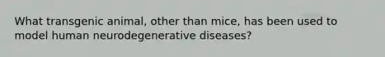 What transgenic animal, other than mice, has been used to model human neurodegenerative diseases?