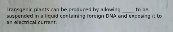 Transgenic plants can be produced by allowing _____ to be suspended in a liquid containing foreign DNA and exposing it to an electrical current.