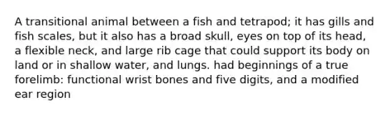 A transitional animal between a fish and tetrapod; it has gills and fish scales, but it also has a broad skull, eyes on top of its head, a flexible neck, and large rib cage that could support its body on land or in shallow water, and lungs. had beginnings of a true forelimb: functional wrist bones and five digits, and a modified ear region