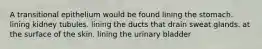 A transitional epithelium would be found lining the stomach. lining kidney tubules. lining the ducts that drain sweat glands. at the surface of the skin. lining the urinary bladder