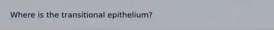 Where is the transitional epithelium?