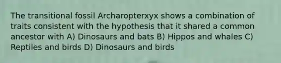 The transitional fossil Archaropterxyx shows a combination of traits consistent with the hypothesis that it shared a common ancestor with A) Dinosaurs and bats B) Hippos and whales C) Reptiles and birds D) Dinosaurs and birds