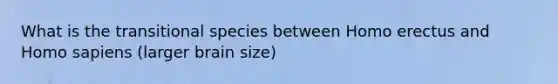 What is the transitional species between <a href='https://www.questionai.com/knowledge/kI1ONx7LAC-homo-erectus' class='anchor-knowledge'>homo erectus</a> and <a href='https://www.questionai.com/knowledge/k9aqcXDhxN-homo-sapiens' class='anchor-knowledge'>homo sapiens</a> (larger brain size)