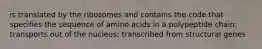 is translated by the ribosomes and contains the code that specifies the sequence of amino acids in a polypeptide chain; transports out of the nucleus; transcribed from structural genes