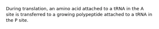 During translation, an amino acid attached to a tRNA in the A site is transferred to a growing polypeptide attached to a tRNA in the P site.