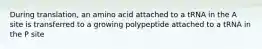 During translation, an amino acid attached to a tRNA in the A site is transferred to a growing polypeptide attached to a tRNA in the P site