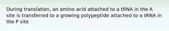 During translation, an amino acid attached to a tRNA in the A site is transferred to a growing polypeptide attached to a tRNA in the P site