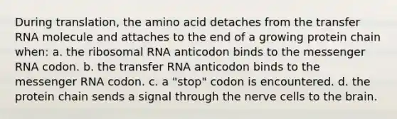 During translation, the amino acid detaches from the transfer RNA molecule and attaches to the end of a growing protein chain when: a. the ribosomal RNA anticodon binds to the messenger RNA codon. b. the transfer RNA anticodon binds to the messenger RNA codon. c. a "stop" codon is encountered. d. the protein chain sends a signal through the nerve cells to the brain.