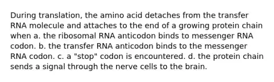 During translation, the amino acid detaches from the transfer RNA molecule and attaches to the end of a growing protein chain when a. the ribosomal RNA anticodon binds to messenger RNA codon. b. the transfer RNA anticodon binds to the messenger RNA codon. c. a "stop" codon is encountered. d. the protein chain sends a signal through the nerve cells to the brain.