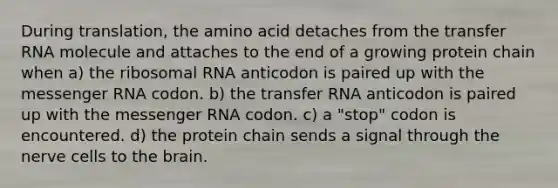 During translation, the amino acid detaches from the transfer RNA molecule and attaches to the end of a growing protein chain when a) the ribosomal RNA anticodon is paired up with the messenger RNA codon. b) the transfer RNA anticodon is paired up with the messenger RNA codon. c) a "stop" codon is encountered. d) the protein chain sends a signal through the nerve cells to the brain.