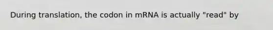 During translation, the codon in mRNA is actually "read" by