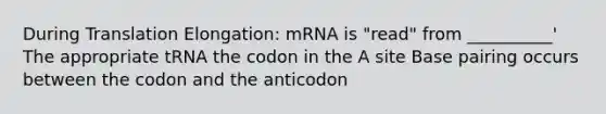 During Translation Elongation: mRNA is "read" from __________' The appropriate tRNA the codon in the A site Base pairing occurs between the codon and the anticodon