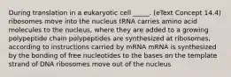 During translation in a eukaryotic cell _____. (eText Concept 14.4) ribosomes move into the nucleus tRNA carries amino acid molecules to the nucleus, where they are added to a growing polypeptide chain polypeptides are synthesized at ribosomes, according to instructions carried by mRNA mRNA is synthesized by the bonding of free nucleotides to the bases on the template strand of DNA ribosomes move out of the nucleus