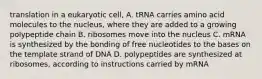 translation in a eukaryotic cell, A. tRNA carries amino acid molecules to the nucleus, where they are added to a growing polypeptide chain B. ribosomes move into the nucleus C. mRNA is synthesized by the bonding of free nucleotides to the bases on the template strand of DNA D. polypeptides are synthesized at ribosomes, according to instructions carried by mRNA