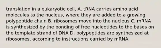 translation in a eukaryotic cell, A. tRNA carries amino acid molecules to the nucleus, where they are added to a growing polypeptide chain B. ribosomes move into the nucleus C. mRNA is synthesized by the bonding of free nucleotides to the bases on the template strand of DNA D. polypeptides are synthesized at ribosomes, according to instructions carried by mRNA