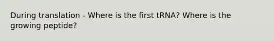 During translation - Where is the first tRNA? Where is the growing peptide?