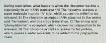 During translation, what happens when the ribosome reaches a stop codon in an mRNA transcript? A) The ribosome accepts a water molecule into the "A" site, which causes the mRNA to be released. B) The ribosome accepts a tRNA attached to the amino acid "terminine", and this stops translation. C) The amino acid "phenylalanine" is accepted, which causes the polypeptide to be released. D) The ribosome accepts a release factor protein, which causes a water molecule to be added to the polypeptide chain.