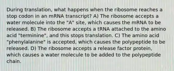 During translation, what happens when the ribosome reaches a stop codon in an mRNA transcript? A) The ribosome accepts a water molecule into the "A" site, which causes the mRNA to be released. B) The ribosome accepts a tRNA attached to the amino acid "terminine", and this stops translation. C) The amino acid "phenylalanine" is accepted, which causes the polypeptide to be released. D) The ribosome accepts a release factor protein, which causes a water molecule to be added to the polypeptide chain.