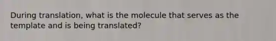 During translation, what is the molecule that serves as the template and is being translated?