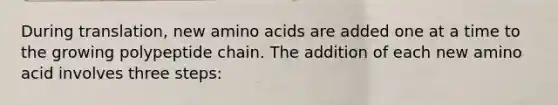 During translation, new amino acids are added one at a time to the growing polypeptide chain. The addition of each new amino acid involves three steps: