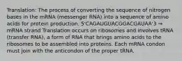 Translation: The process of converting the sequence of nitrogen bases in the mRNA (messenger RNA) into a sequence of amino acids for protein production. 5'CAGAUGUACGGACGAUAA'3 ⇒ mRNA strand Translation occurs on ribosomes and involves tRNA (transfer RNA), a form of RNA that brings amino acids to the ribosomes to be assembled into proteins. Each mRNA condon must join with the anticondon of the proper tRNA.