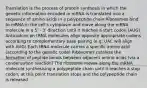 Translation is the process of protein synthesis in which the genetic information encoded in mRNA is translated into a sequence of amino acids in a polypeptide chain Ribosomes bind to mRNA in the cell's cytoplasm and move along the mRNA molecule in a 5' - 3' direction until it reaches a start codon (AUG) Anticodons on tRNA molecules align opposite appropriate codons according to complementary base pairing (e.g. UAC will align with AUG) Each tRNA molecule carries a specific amino acid (according to the genetic code) Ribosomes catalyse the formation of peptide bonds between adjacent amino acids (via a condensation reaction) The ribosome moves along the mRNA molecule synthesising a polypeptide chain until it reaches a stop codon, at this point translation stops and the polypeptide chain is released