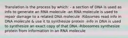 Translation is the process by which: - a section of DNA is used as info to generate an RNA molecule -an RNA molecule is used to repair damage to a related DNA molecule -Ribsomes read info in DNA molecule & use it to synthesize protein -Info in DNA is used to synthesize an exact copy of that DNA -Ribosomes synthesize protein from information in an RNA molecule