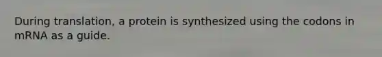 During translation, a protein is synthesized using the codons in mRNA as a guide.