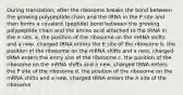 During translation, after the ribosome breaks the bond between the growing polypeptide chain and the tRNA in the P site and then forms a covalent (peptide) bond between the growing polypeptide chain and the amino acid attached to the tRNA in the A site, a. the position of the ribosome on the mRNA shifts and a new, charged tRNA enters the E site of the ribosome b. the position of the ribosome on the mRNA shifts and a new, charged tRNA enters the entry site of the ribosome c. the position of the ribosome on the mRNA shifts and a new, charged tRNA enters the P site of the ribosome d. the position of the ribosome on the mRNA shifts and a new, charged tRNA enters the A site of the ribosome