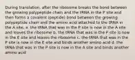 During translation, after the ribosome breaks the bond between the growing polypeptide chain and the tRNA in the P site and then forms a covalent (peptide) bond between the growing polypeptide chain and the amino acid attached to the tRNA in the A site, a. the tRNA that was in the P site is now in the A site and leaves the ribosome b. the tRNA that was in the P site is now in the E site and leaves the ribosome c. the tRNA that was in the P site is now in the E site and binds another amino acid d. the tRNA that was in the P site is now in the A site and binds another amino acid