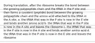 During translation, after the ribosome breaks the bond between the growing polypeptide chain and the tRNA in the P site and then forms a covalent (peptide) bond between the growing polypeptide chain and the amino acid attached to the tRNA in the A site, a. the tRNA that was in the P site is now in the E site and binds another amino acid b. the tRNA that was in the P site is now in the A site and leaves the ribosome c. the tRNA that was in the P site is now in the A site and binds another amino acid d. the tRNA that was in the P site is now in the E site and leaves the ribosome