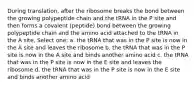 During translation, after the ribosome breaks the bond between the growing polypeptide chain and the tRNA in the P site and then forms a covalent (peptide) bond between the growing polypeptide chain and the amino acid attached to the tRNA in the A site, Select one: a. the tRNA that was in the P site is now in the A site and leaves the ribosome b. the tRNA that was in the P site is now in the A site and binds another amino acid c. the tRNA that was in the P site is now in the E site and leaves the ribosome d. the tRNA that was in the P site is now in the E site and binds another amino acid