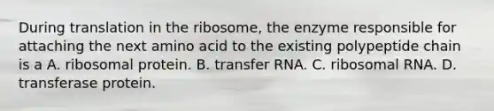 During translation in the ribosome, the enzyme responsible for attaching the next amino acid to the existing polypeptide chain is a A. ribosomal protein. B. transfer RNA. C. ribosomal RNA. D. transferase protein.