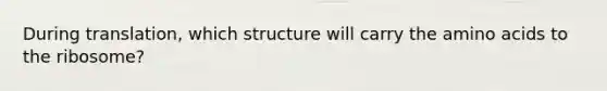 During translation, which structure will carry the amino acids to the ribosome?