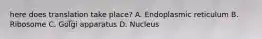 here does translation take place? A. Endoplasmic reticulum B. Ribosome C. Golgi apparatus D. Nucleus