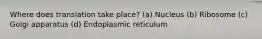 Where does translation take place? (a) Nucleus (b) Ribosome (c) Golgi apparatus (d) Endoplasmic reticulum