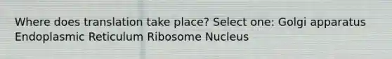 Where does translation take place? Select one: Golgi apparatus Endoplasmic Reticulum Ribosome Nucleus