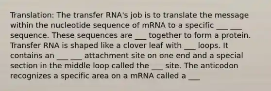 Translation: The transfer RNA's job is to translate the message within the nucleotide sequence of mRNA to a specific ___ ___ sequence. These sequences are ___ together to form a protein. Transfer RNA is shaped like a clover leaf with ___ loops. It contains an ___ ___ attachment site on one end and a special section in the middle loop called the ___ site. The anticodon recognizes a specific area on a mRNA called a ___