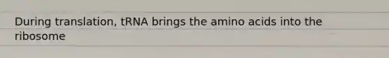 During translation, tRNA brings the amino acids into the ribosome