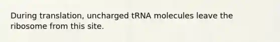 During translation, uncharged tRNA molecules leave the ribosome from this site.