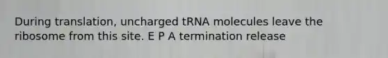 During translation, uncharged tRNA molecules leave the ribosome from this site. E P A termination release