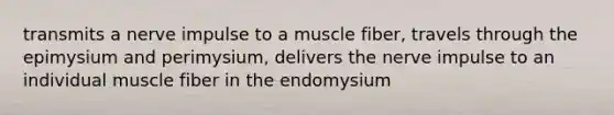 transmits a nerve impulse to a muscle fiber, travels through the epimysium and perimysium, delivers the nerve impulse to an individual muscle fiber in the endomysium